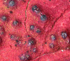 Pyrenula cruenta