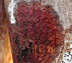 Pyrenula cruenta