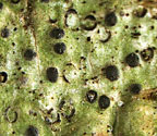 Pyrenula cuyabensis