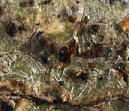 Pyrenula dissimulans