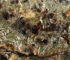 Pyrenula dissimulans