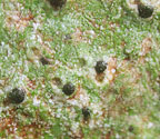 Pyrenula gahavisukana