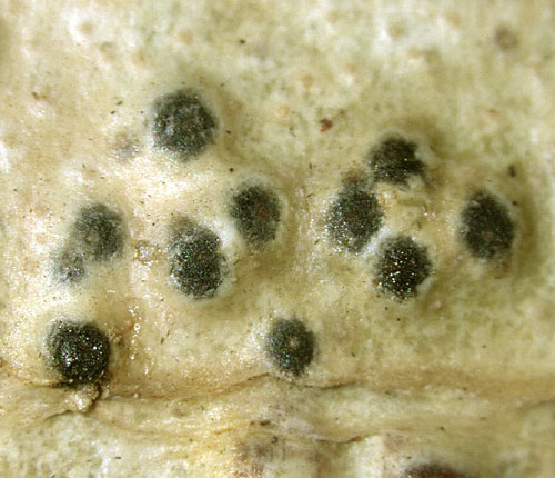 Pyrenula leucostoma