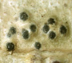 Pyrenula leucostoma