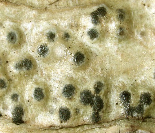 Pyrenula leucostoma