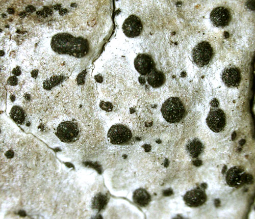 Pyrenula microcarpa
