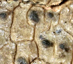 Pyrenula microtheca