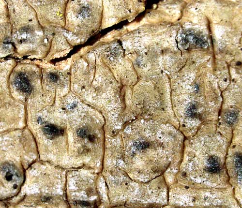 Pyrenula microtheca
