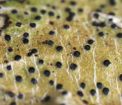 Pyrenula minor
