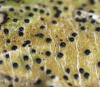 Pyrenula minor