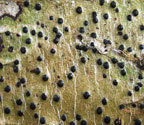 Pyrenula minor