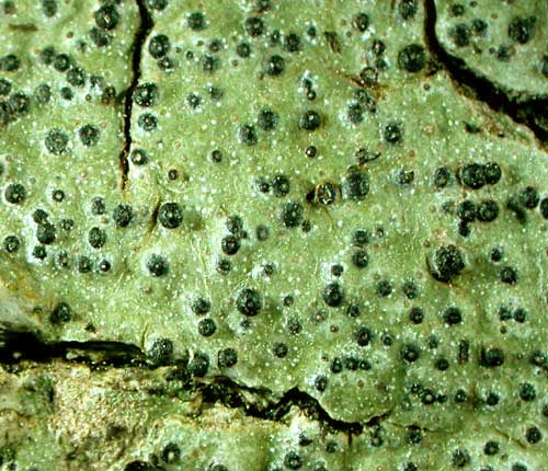 Pyrenula mucosa