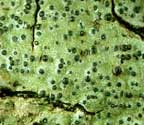 Pyrenula mucosa
