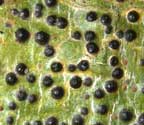 Pyrenula nitidula