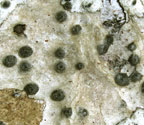 Pyrenula nitidula