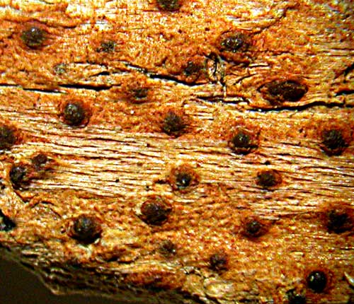 Pyrenula ochraceoflava