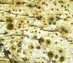 Pyrenula ochraceoflavens