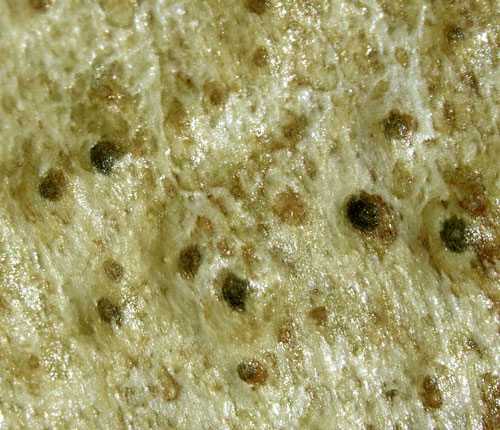 Pyrenula oleosa