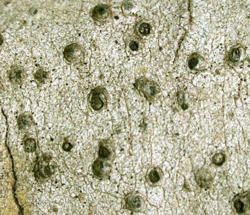 Pyrenula parvinuclea