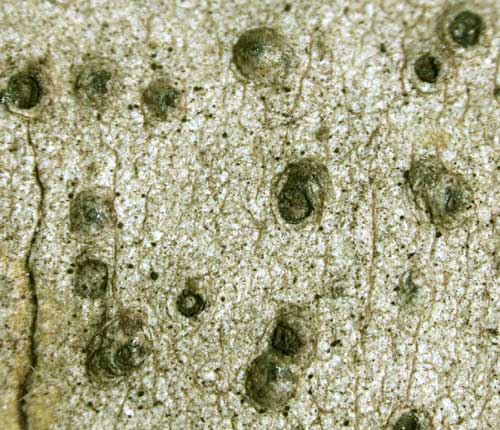 Pyrenula parvinuclea