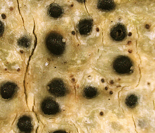 Pyrenula pleiomera