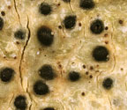 Pyrenula punctella