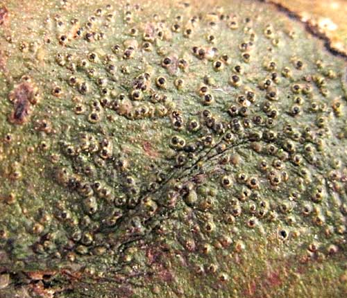 Pyrenula punctella