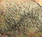 Pyrenula punctella