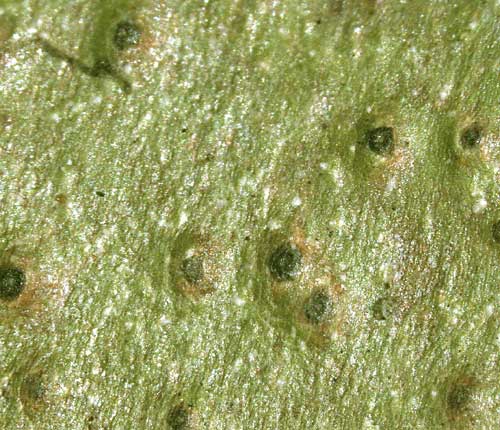 Pyrenula punctella
