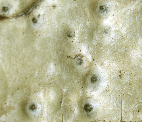 Pyrenula pyrenuloides