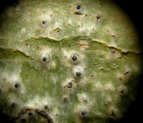 Pyrenula pyrenuloides