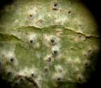 Pyrenula pyrenuloides