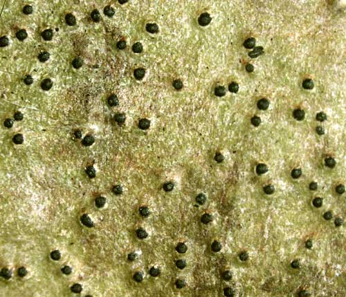 Pyrenula quassiicola