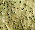 Pyrenula quassiicola