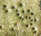 Pyrenula quassiicola