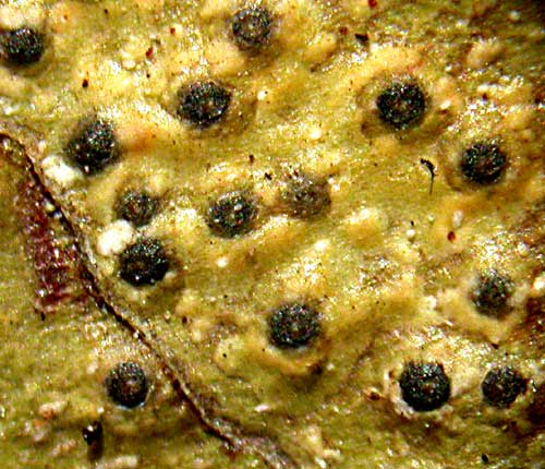 Pyrenula quassiicola
