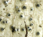 Pyrenula ravenelii