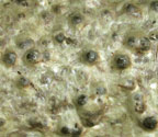 Pyrenula ravenelii