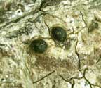 Pyrenula rubrostoma