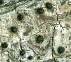 Pyrenula rubrostoma