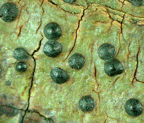 Pyrenula santensis