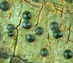 Pyrenula santensis