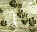 Pyrenula septicollaris