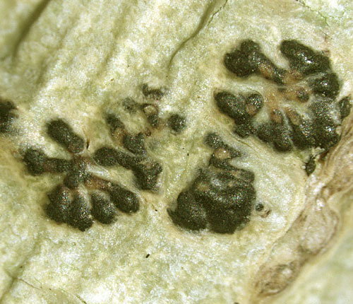 Pyrenula septicollaris
