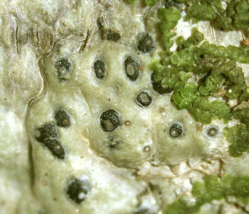 Pyrenula thelomorpha
