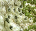 Pyrenula thelomorpha