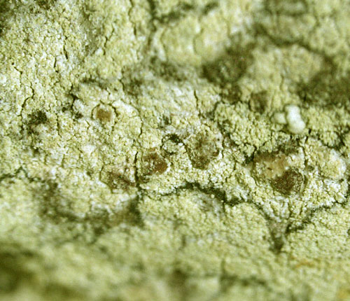 Pyrrhospora quernea