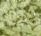 Pyrrhospora quernea