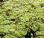 Pyrrhospora quernea