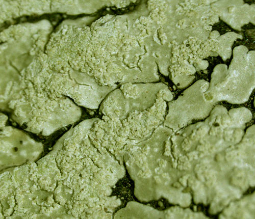 Pyxine cocoes